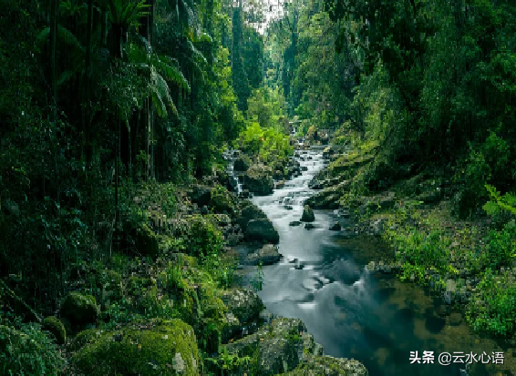 风雨凄凄最孤独是什么动物_风雨凄凄_风雨凄凄的意思