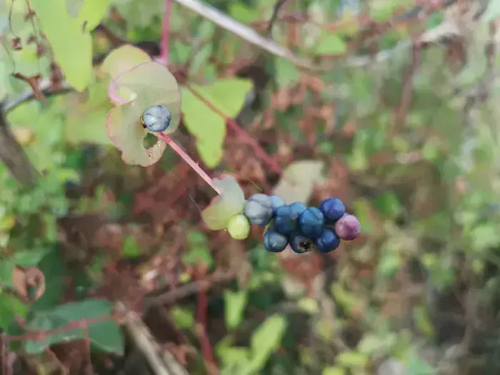 铁牯牛怎么消灭_铁牯牛_铁牯牛昆虫图片大全