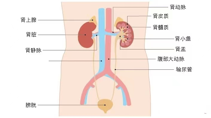 盘锦中心医院官网_中国医科大学盘锦市中心医院_盘锦市中心医院