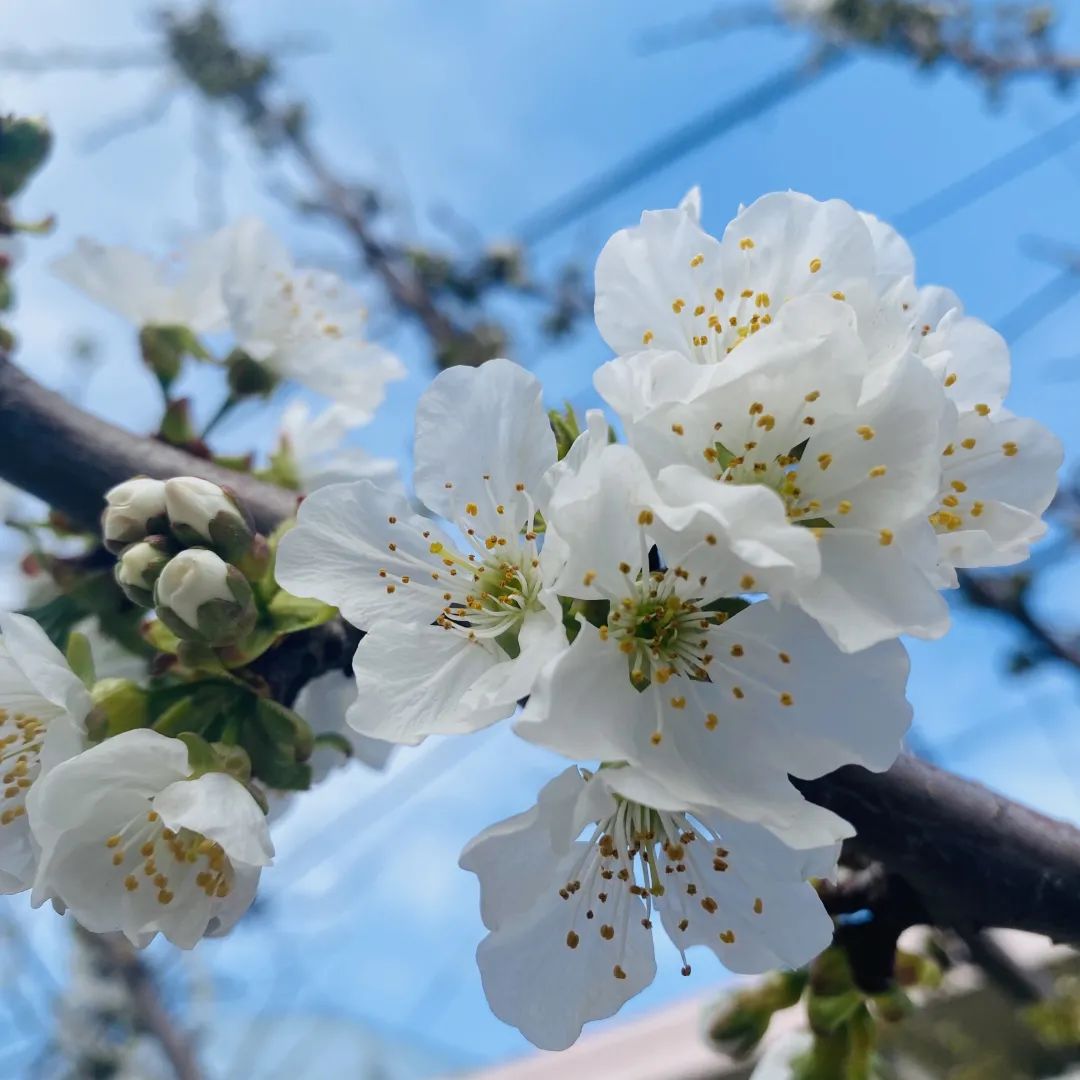 威海市古寨小学_威海古寨小学入学条件_威海古寨小学建校时间