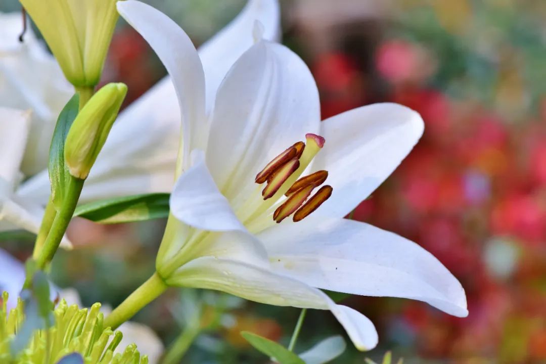 花上万为狗办婚礼_蝴蝶为花碎花却随风飞_花为