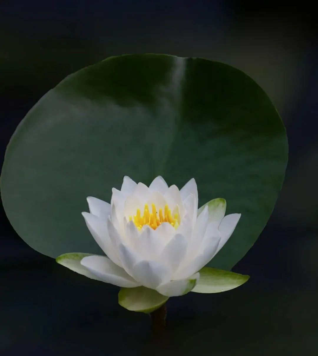 蝴蝶为花碎花却随风飞_花为_花上万为狗办婚礼