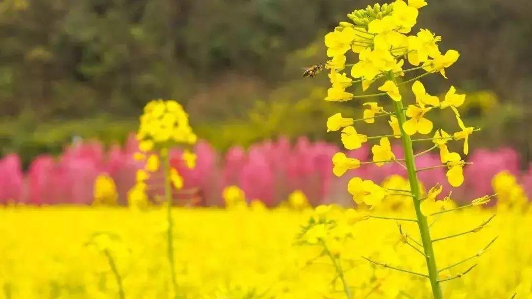 平衡种过生活的植物_过一种平衡的生活_平衡的生活