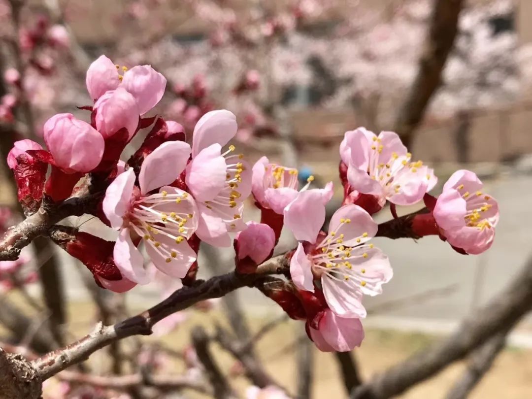 沈阳贝维斯教育咨询有限公司_沈阳贝斯顿教育培训中心_沈阳贝思威尔幼儿园